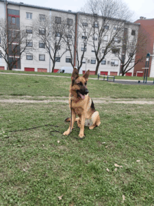 K-9 Team Zagreb