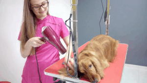 Pawsitive