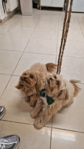 Veterinarska ambulanta Goldi